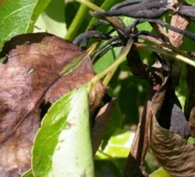 Sintomi del colpo di fuoco batterico