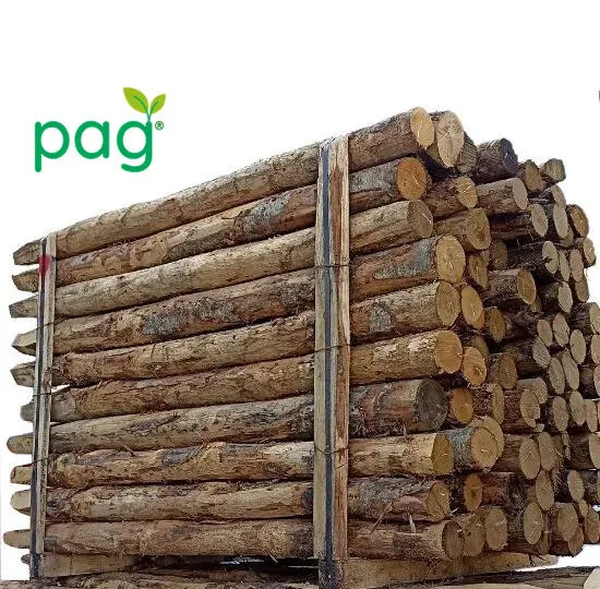 pali-di-castagno linea Pag