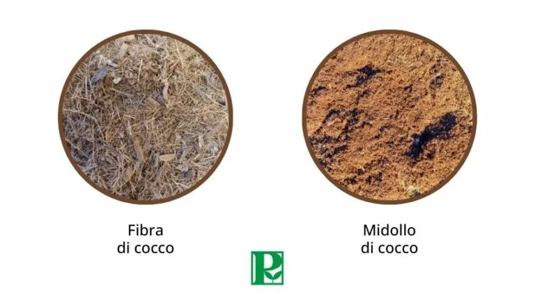 Confronto tra fibra e midollo di cocco