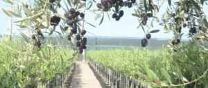 Piante di olivo coltivazione in vivaio