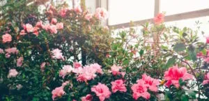 Azalea