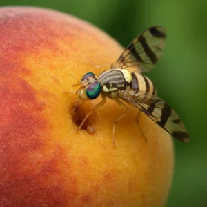 L'attacco della mosca del pesco