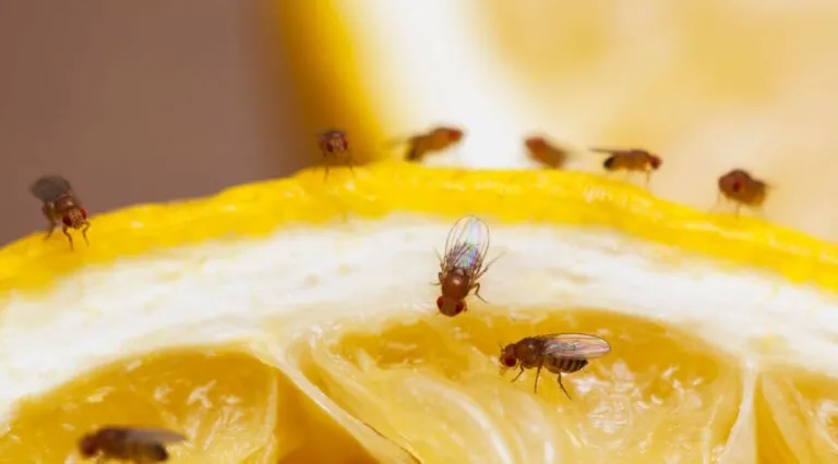 Immagine della mosca del pesco che colpisce gli agrumi