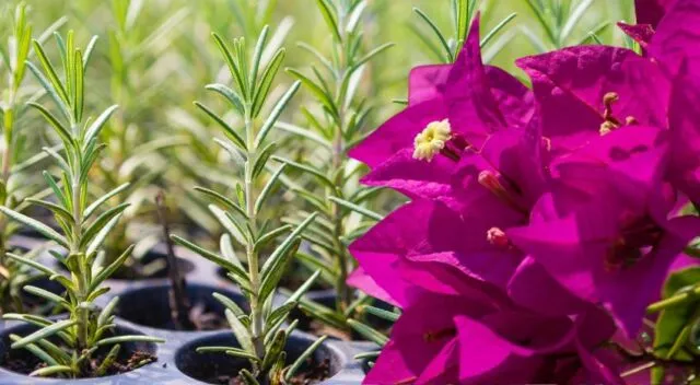Borlanda fluida: la soluzione naturale per il vivaismo
