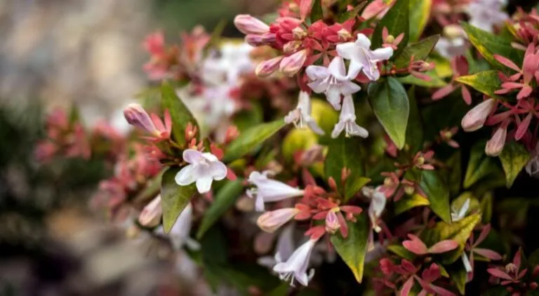 Concimazione autunnale in vivaio Abelia